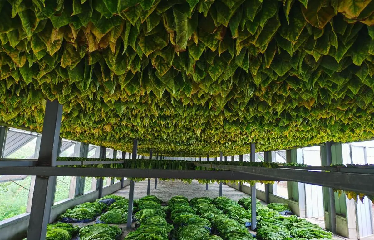 AI Leaf Quality Grading for Cigars | Tobacco Grader Machine