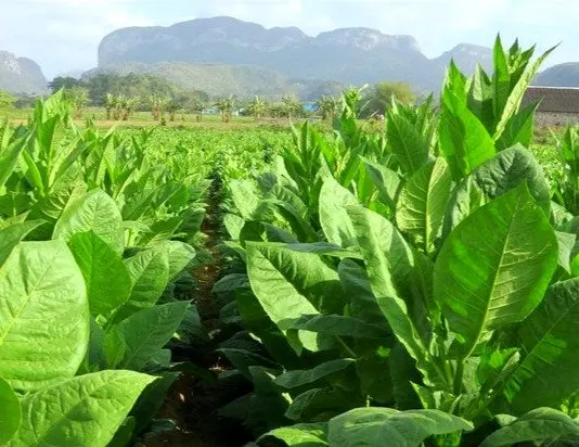 Premium cigar leaves drying under Latin American sun
